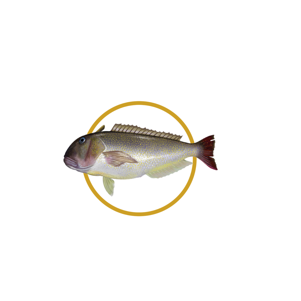 Doncella — Golden Tilefish