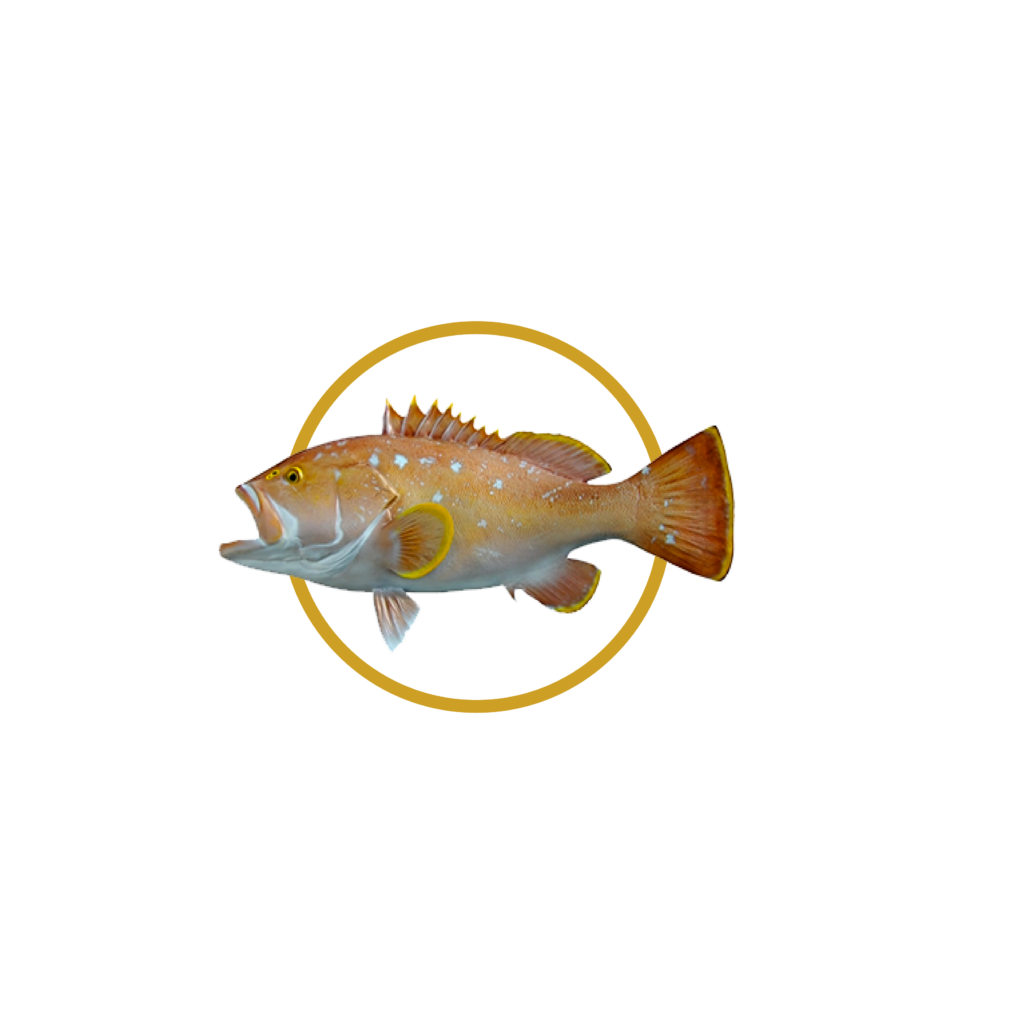 Mero Aleta Amarilla — Yellowfin Grouper