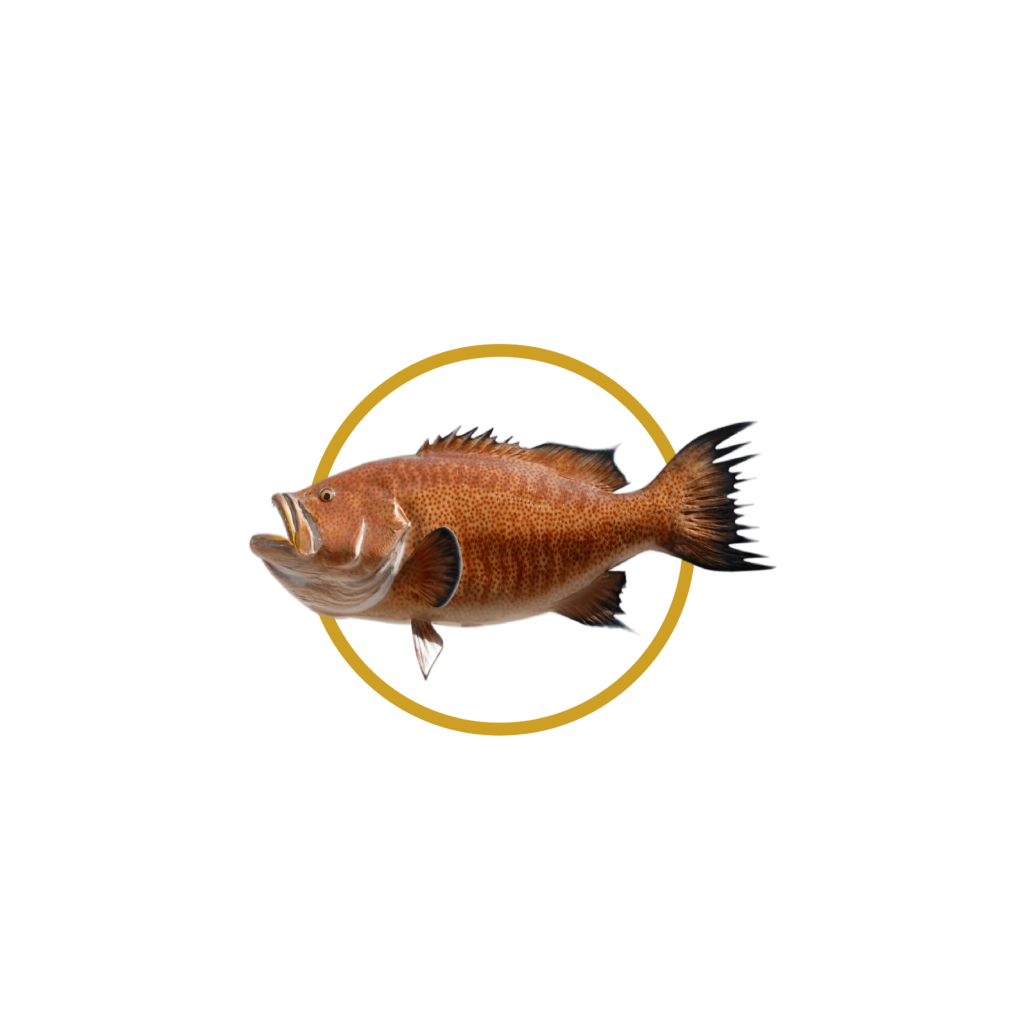 Mero Scamp — Scamp Grouper