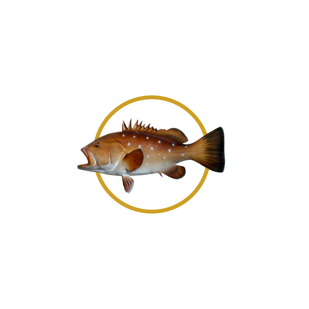 Mero — Grouper