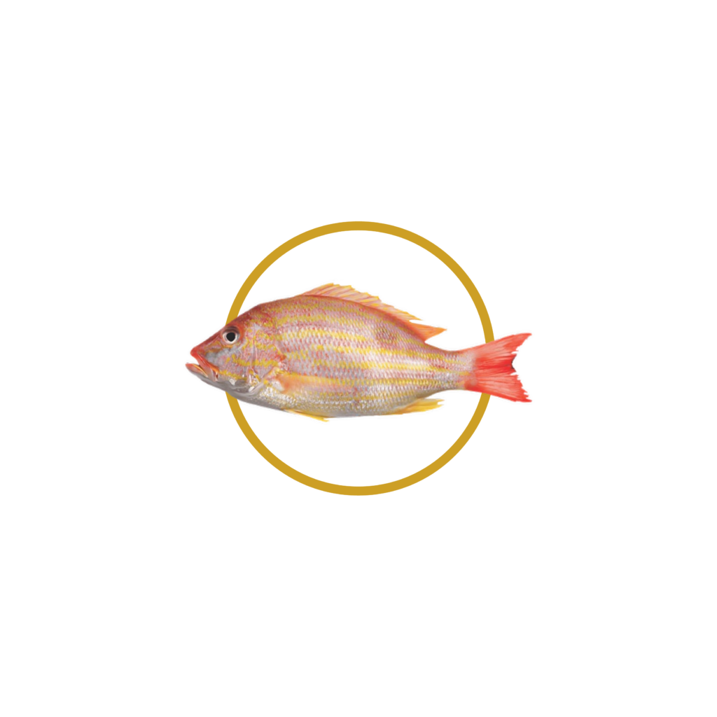 Pargo Rayado — Atlantic Red Snapper