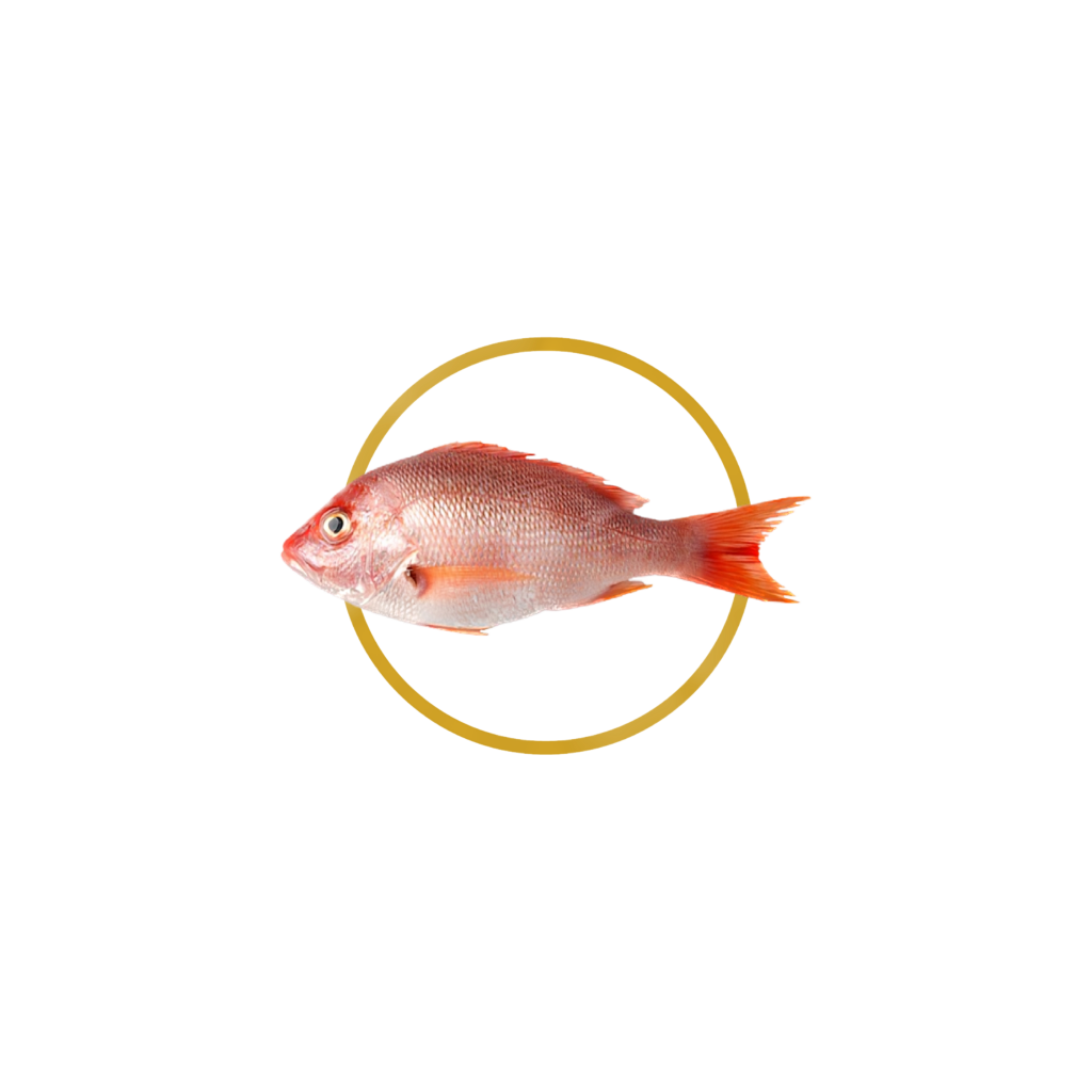 Pargo Rojo — Caribbean Red Snapper