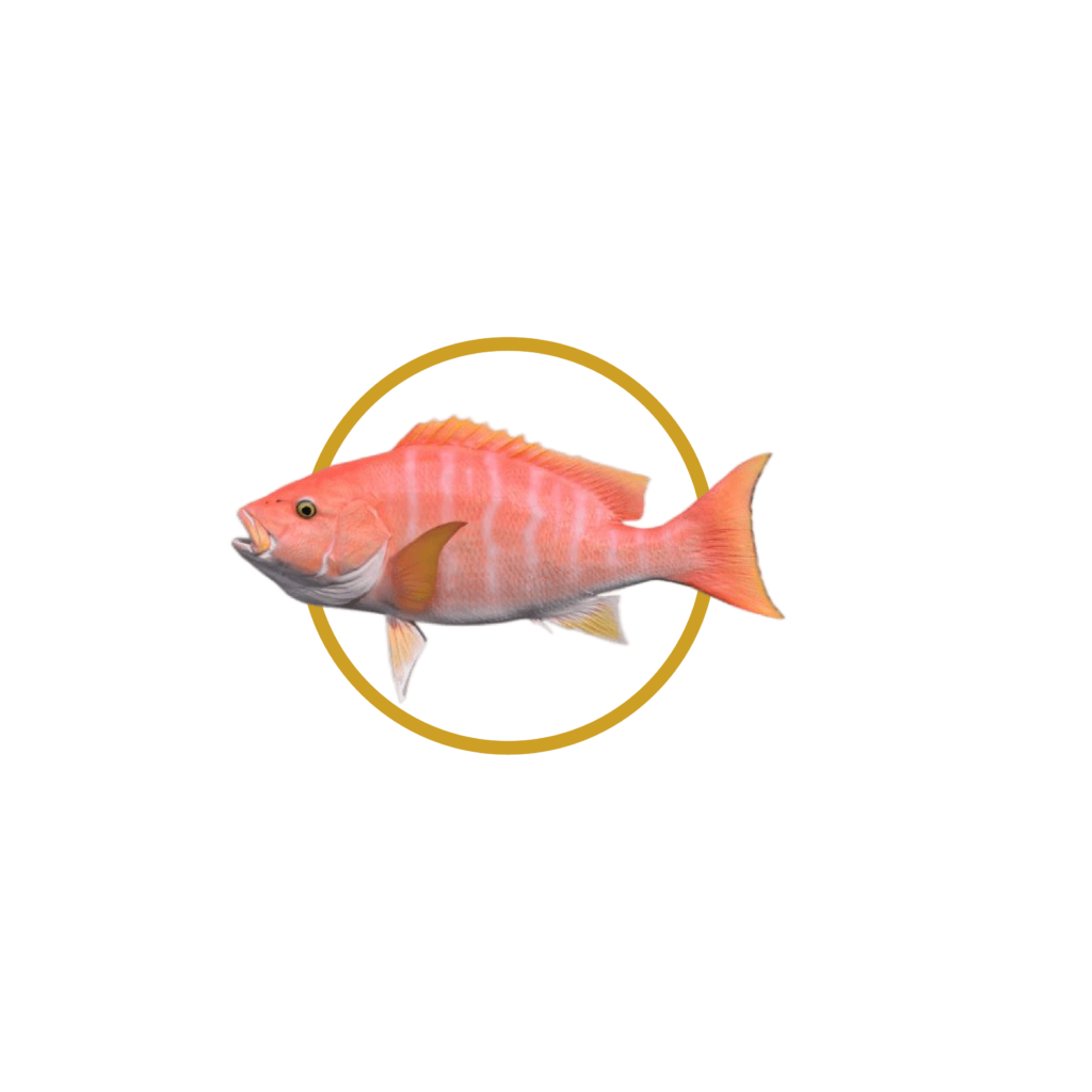 Yaguaro — Yellow Eye Snapper
